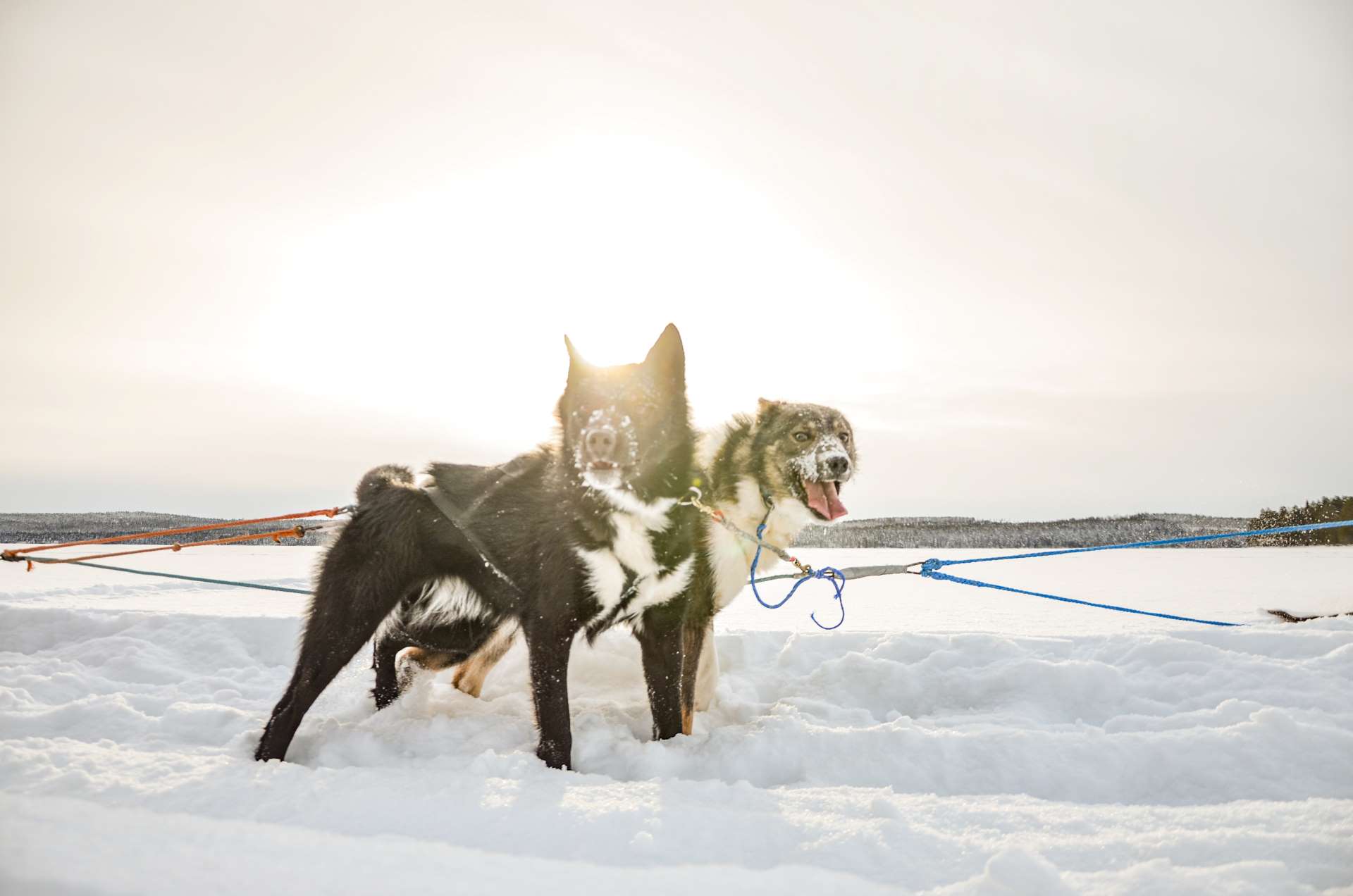 Katajasleddogs husky river ride